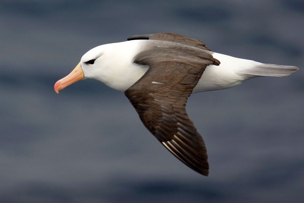 002AQ0712JL_black-browed-albatross-james-lowen.jpg [© Last Frontiers Ltd]