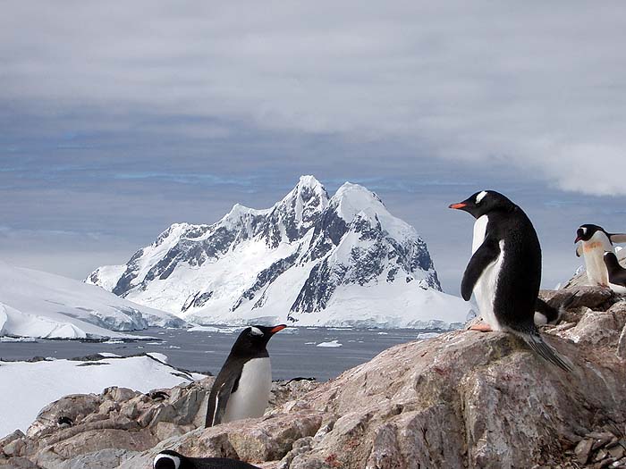 Classic Antarctica image