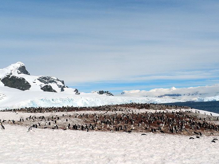 AQ1113LN1961_antarctic-peninsula-cuerville-bay-gentoo-penguins.jpg [© Last Frontiers Ltd]