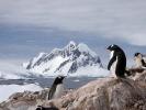 Penguins - Antarctic Peninsula, Antarctica