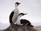 Antarctic wildlife - Antarctic Peninsula, Antarctica