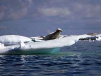 AQ0111SS_antarctica-0378.jpg