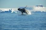 Humpback whale - Antarctic Peninsula and the Shetland Islands, Antarctica