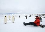 Image: Emperor penguins - Antarctic Peninsula and the Shetland Islands