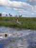 White-necked heron - The Iber� Marshlands, Argentina