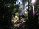 Yacutinga (Jungle trails.) - Misiones, Argentina
