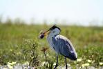 Posada de la Laguna (Great blue heron fishing.) - The Iber� Marshlands, Argentina