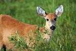Posada de la Laguna (Marsh deer.) - The Iber� Marshlands, Argentina