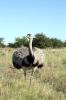 Rincon del Socorro (A greater rhea (Rhea americana).) - The Iber� Marshlands, Argentina