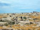 Punta Tombo - Vald�s Peninsula, Argentina