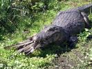 Rincon del Socorro (Alligator and cormorant.) - The Iber� Marshlands, Argentina