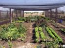Rincon del Socorro (Kitchen garden.) - The Iber� Marshlands, Argentina