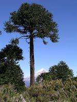 AC0304EP112_huechahue_trek.jpg