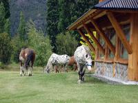 AR06PH_peuma-hue-Horses-visiting-guests.jpg