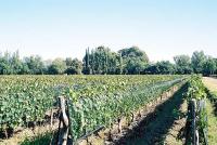 ARAP_7af_Cesar_Bombals_vineyard.jpg