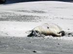 Image: Elephant seal - Valds Peninsula