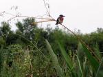 Image: Green kingfisher - The Iber Marshlands