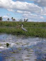 Image: White-necked heron - The Iber Marshlands