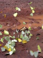 Butterflies at Iguassu