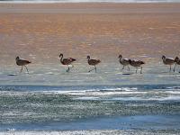 Flamingoes on the salt flats [Bolivia]