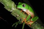 Tree frog, Chalaln
