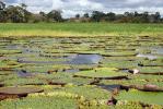 Lilies - The Amazon, Brazil