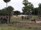 Fazenda Barranco Alto - The Pantanal, Brazil