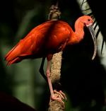 Scarlet ibis return to Paran