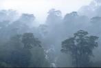 Pumal�n (Trees through the mist.) - Chilo� Island, Chile
