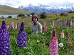 Sue in lupins, in Torres del Paine