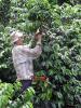 Coffee Park - Coffee region, Colombia