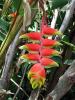 Heleconia - San Jos� and the Central Valley, Costa Rica