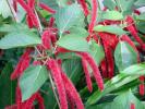 Tropical flower - The Nicoya Peninsula, Costa Rica