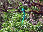 A resplendent quetzal