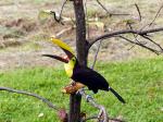 A hungry toucan