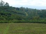 Image: Coffee plantation - San Jos and surrounds