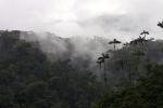 Image: Mashpi Lodge - Mindo, Ecuador