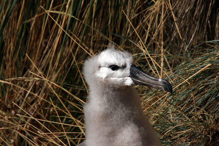 FK0310LD0239_saunders-black-browed-albatross.jpg [© Last Frontiers Ltd]