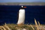 Carcass Island - Carcass Island, Falkland Islands