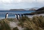 Carcass Island - Carcass Island, Falkland Islands