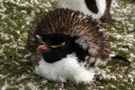 A rockhopper penguin braving the cold