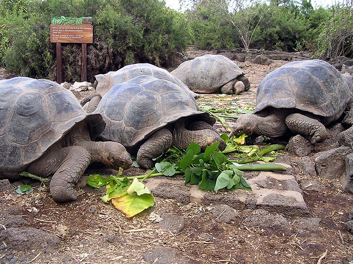 GP0404AB092_tortoises.jpg [© Last Frontiers Ltd]