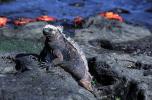 Marine iguana - Galapagos Islands, Galapagos