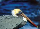 Brown pelican - Galapagos Islands, Galapagos