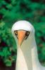 Nasca booby - Galapagos Islands, Galapagos