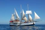 Sagitta - Galapagos Islands, Galapagos