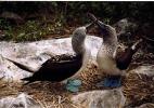 Blue-footed boobies - Galapagos Islands, Galapagos