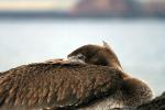 Image: Pelican - The uninhabited islands