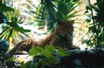 Jaguar - Petn and the North, Guatemala