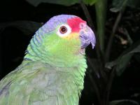 HN0704EP231_bird_park.jpg